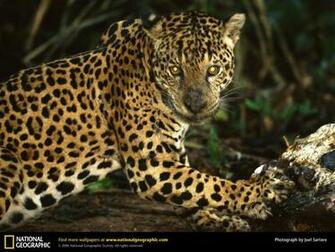 Wallpaper Animals National Geographic