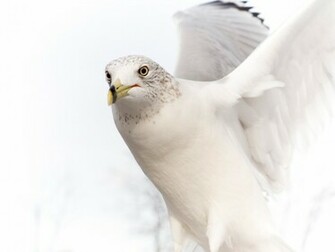 Dove Pure White Bird Wallpaper HD