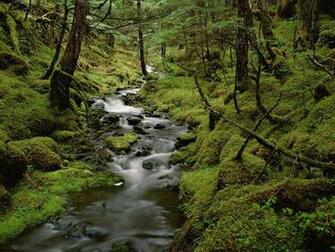 Rainforest Wallpaper