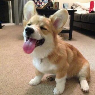 The Cutest Corgis On Internet Omg Cute Things