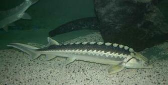 Sturgeon On The Bottom Photo And Wallpaper Cute