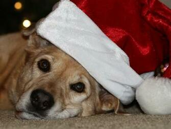 Zamboni Is Santa S Sleigh Dog