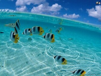 Aquatic Wallpaper