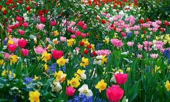 Spring Flower Wallpaper Background