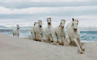 White Horse Wallpaper Beautiful Desktop