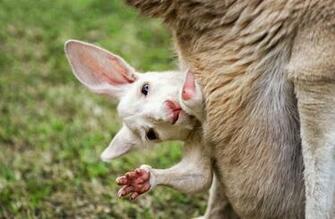 Baby Kangaroo Pictures HD Wallpaper And