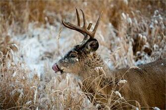 Deer Hunting Wallpaper HD Net