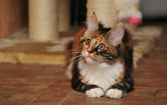 Wallpaper Maine Coon Cat