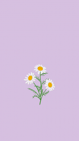 Purple Daisy iPhone Wallpaper