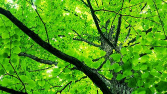 Spring Tree Leaves Wallpaper The Conservative Triangle Of Propaganda