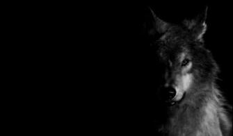 Wolf Wallpaper By Unachicadelmonton