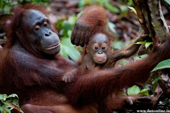 Chimpanzee Wallpaper Smart And Clever Chimpanzees HD