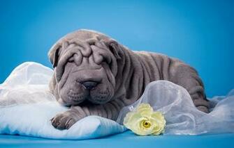 Image Puppy Shar Pei Dogs Grey Animals