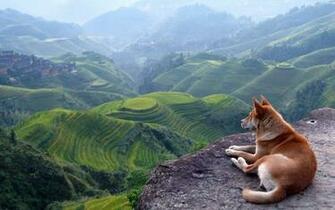 Category Animals HD Wallpaper Subcategory Dogs