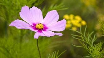 Pink Cosmos Wallpaper