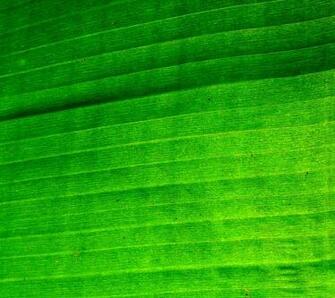 Banana Leaf Wallpaper A Back Lite