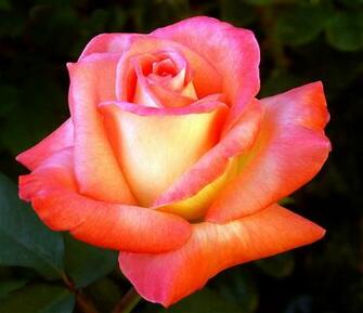 Roses Image A Rose Is HD Wallpaper And Background