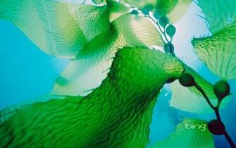 Giant Kelp Off The Coast Of Channel Islands National Park California