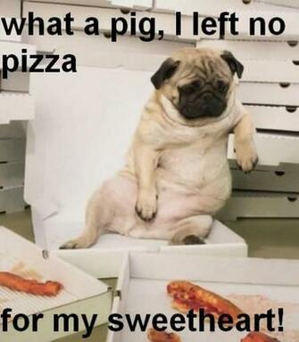 Funny Pug