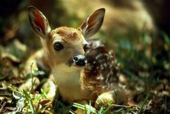 The Wonders Of Newborn Fawns
