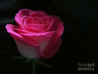 Dark Pink Rose On Black Background Photograph By Tina M Wenger