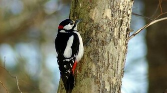 Wallpaper Woodpecker Bird Tree Laptop HD