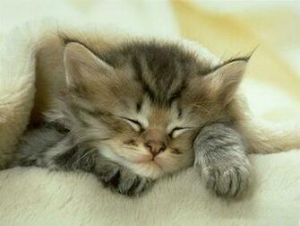 Desktop Wallpaper Kitten On A Birch Tree High Resolution
