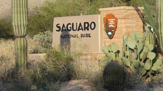 Record Numbers Visit Saguaro National Park Mirroring