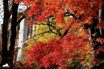 Fall Foliage Wallpaper Desktop Background