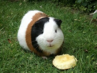 Guinea Pig Breeds HD Wallpaper Animals