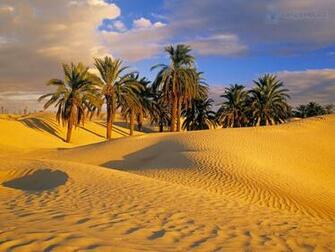 Desert Oasis Wallpaper