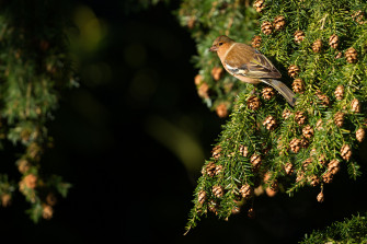 Pine Cone Branch Passerine Crossbill Animal Bird 4k Ultra HD Wallpaper