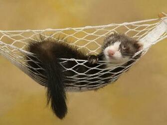 Ferrets Wallpaper Pets Cute And Docile
