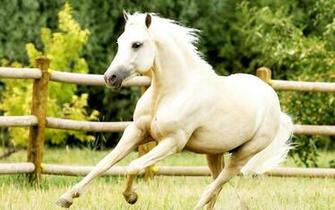 Central Wallpaper White Horses HD
