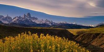 Patagonia Splines Native To Paramela Flowers Adesmia