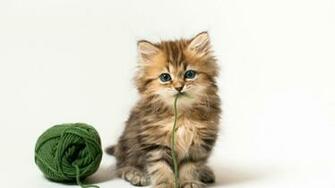 Cute Kitten Wallpaper