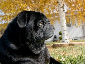 Black Pug Wallpaper