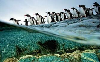 The Gentoo Penguins Of Antarctica Queuing Diving Desktop