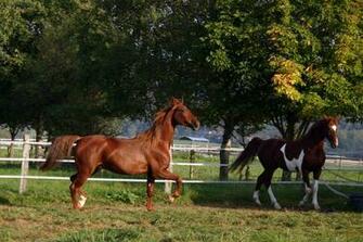 American Saddlebred Stock By Luda