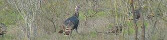 Wild Turkey Hunting Information Center Back To Network