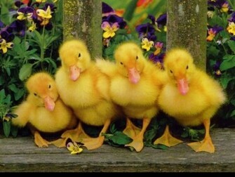 Babies Duck Sweety Wallpaper