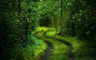 Intriguing Lime Green Forest With Strange Serpentine Path Leading