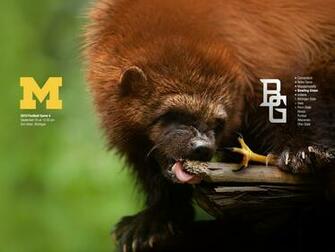 Wolverine Vs Falcon Game Michigan Football Fan Art