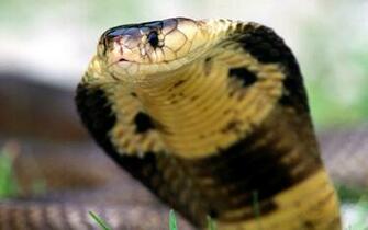 King Cobra HD Wallpaper