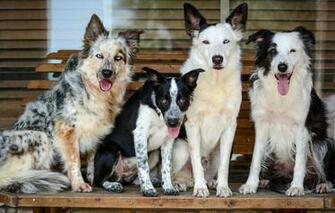 Wallpaper Dogs Company Sitting Posing From Lolita777