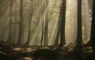 Beautiful Landscapes Image Magic Forest HD Wallpaper And