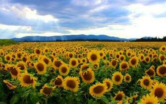 Sunflower Field Wallpaper