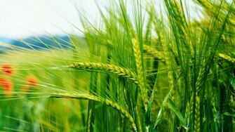 Green Nature Wallpaper HD Pictures One