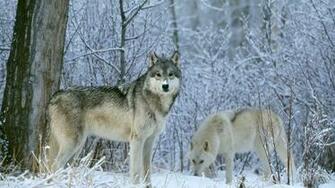Wolf Wallpaper HD Pictures One