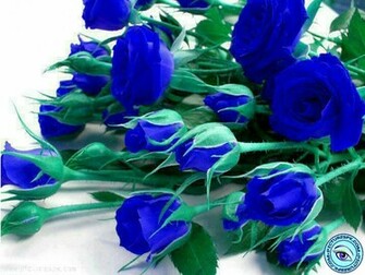 Post Blue Razer Wallpaper Next Rose
